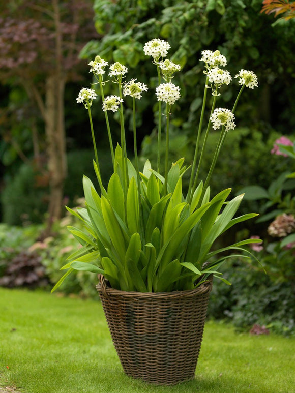 Commandez des bulbes d’Ornithogalum de Hollande
