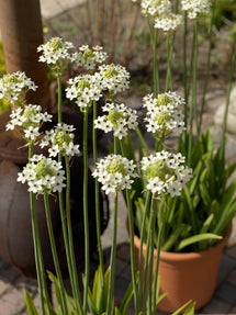 Ornithogalum arabicum - Étoile de Bethléem