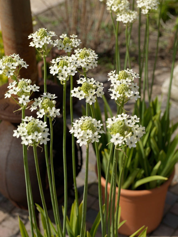 Ornithogalum arabicum - Étoile de Bethléem