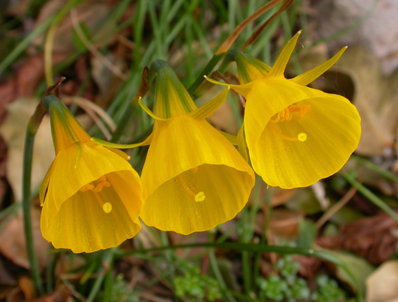 Narcisse Golden Bells