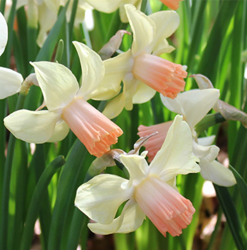 Bulbes de jonquilles de Hollande Prototype