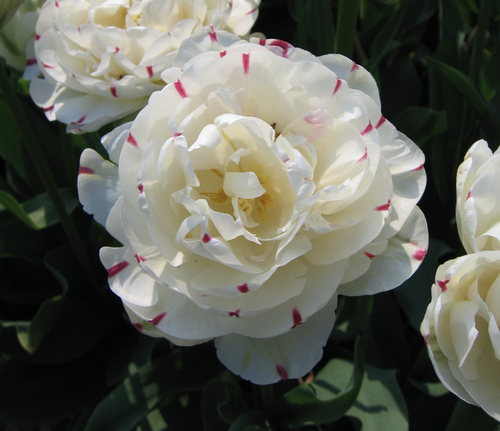 Tulipe Danceline - Bulbes de tulipes de Hollande - Livraison en France