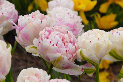 Tulipe Danceline - Bulbes de tulipes de Hollande