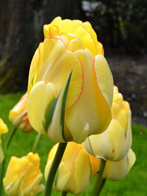 Tulipe Akebono