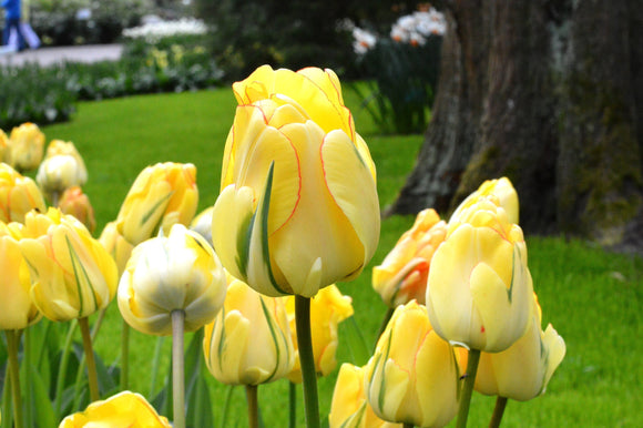 Tulipe Akebono - Livraison en France