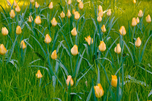 Tulipe Battalini Bright Gem - Livraison en France