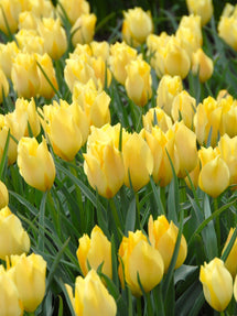 Tulipe Batalinii Bright Gem
