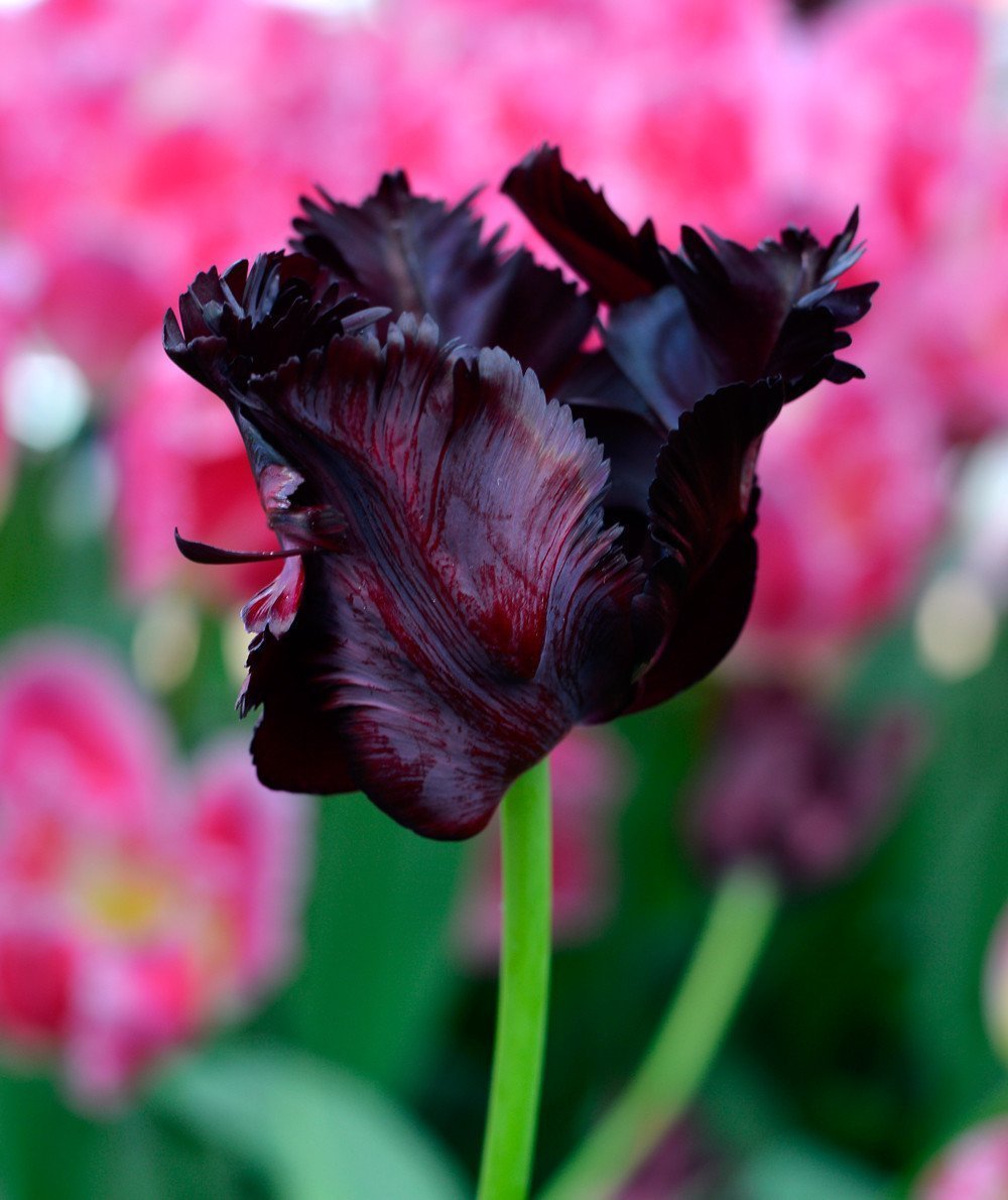 25 Bulbes De Tulipe Noire 'Single Black Passion' - Grosses Tailles - Vivaces Et Résistantes Au Froid - Pour Jardin Ou Pots