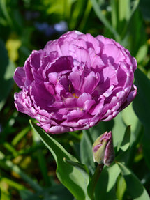 Tulipe Blue Diamond