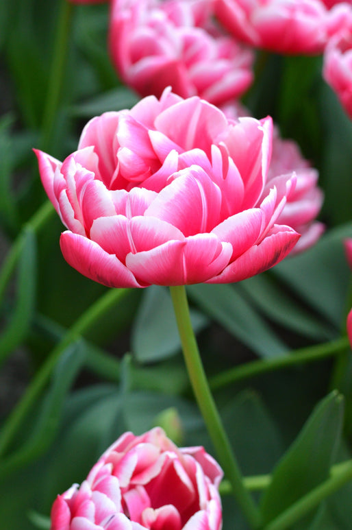 Acheter des bulbes de tulipes - Tulipe Columbus