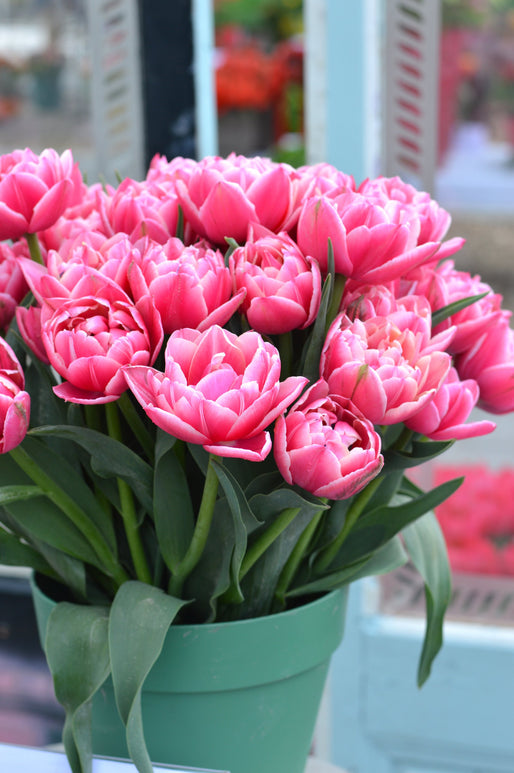 Tulipe Columbus - Livraison en France