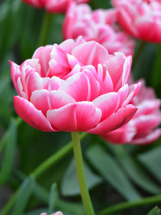 Tulipe Columbus