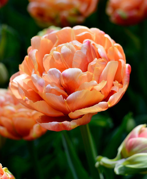 Tulipe Copper Image - Bulbes de tulipes de Hollande