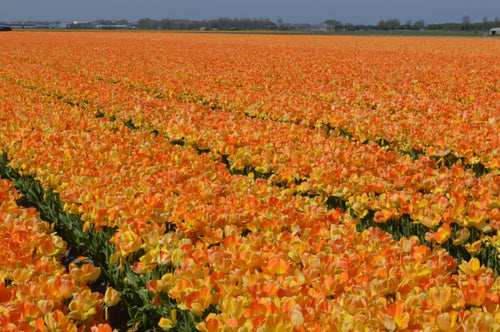 Tulipe Daydream - Livraison en France de Hollande