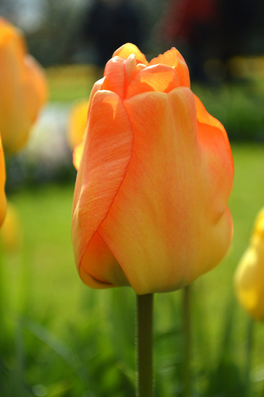tulip daydream bulbs from Holland