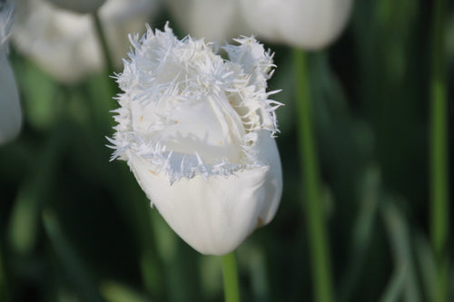 tulipes frangées Daytona blanc - Bulbes à fleurs de DutchGrown™