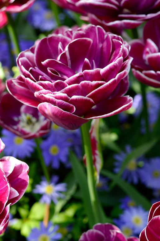 Acheter des bulbes de tulipe dream touch