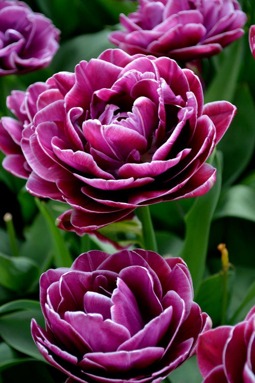 Tulipe Dream Touch - DutchGrown™