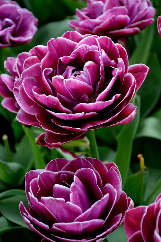 Tulipe Dream Touch - DutchGrown™