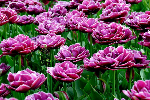 Tulipe Dream Touch - Livraison en France