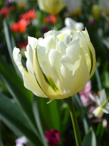 Tulipe Exotic Emperor