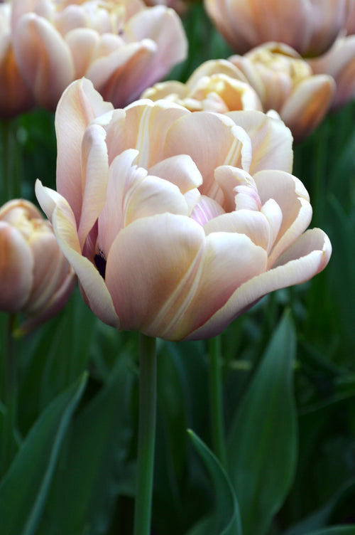 Tulipe La Belle Epoque - Livraison en France de Hollande