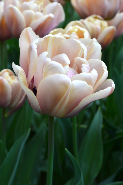 Tulipe La Belle Epoque - Livraison en France de Hollande