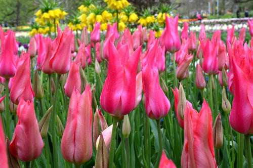 Tulipe Mariette - Bulbes de tulipes de Hollande