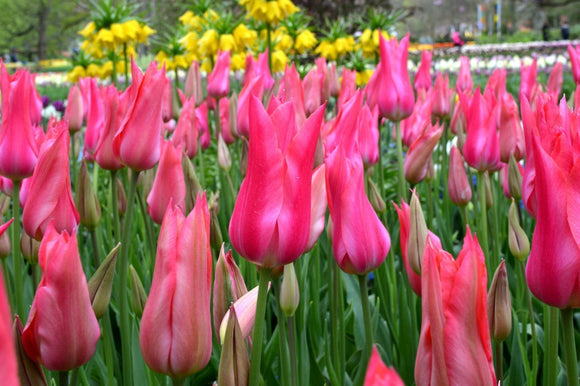 Tulipe Mariette - Bulbes de tulipes de Hollande