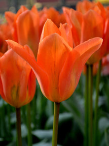 Tulipe Orange Emperor
