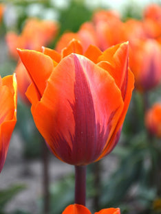 Tulipe Princess Irene