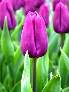 Tulipe Purple Prince