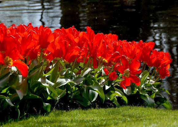 Tulipe Red Emperor - Livraison en France