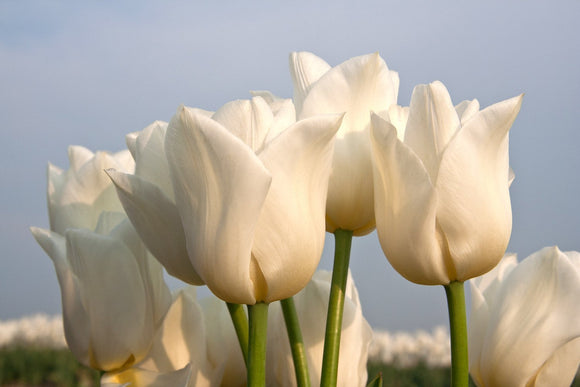 Tulipe Royal Virgin de Hollande