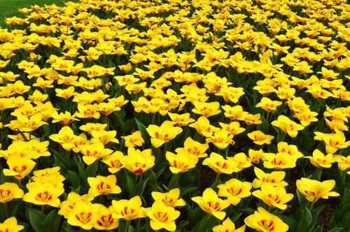 Tulipe Stresa - Livraison en France