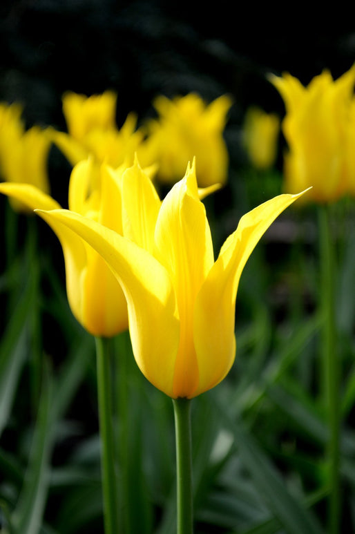 Tulipe West Point - DutchGrown™