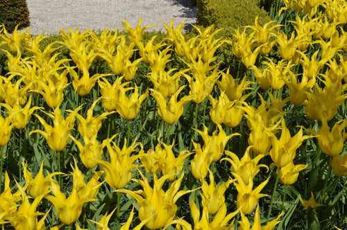 Bulbes de tulipes de Hollande - West Point