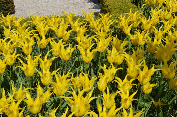 Bulbes de tulipes de Hollande - West Point