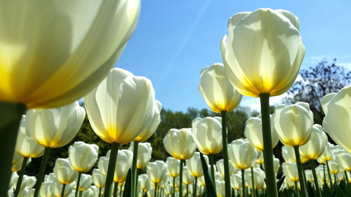 Tulipe White Emperor - Livraison en France