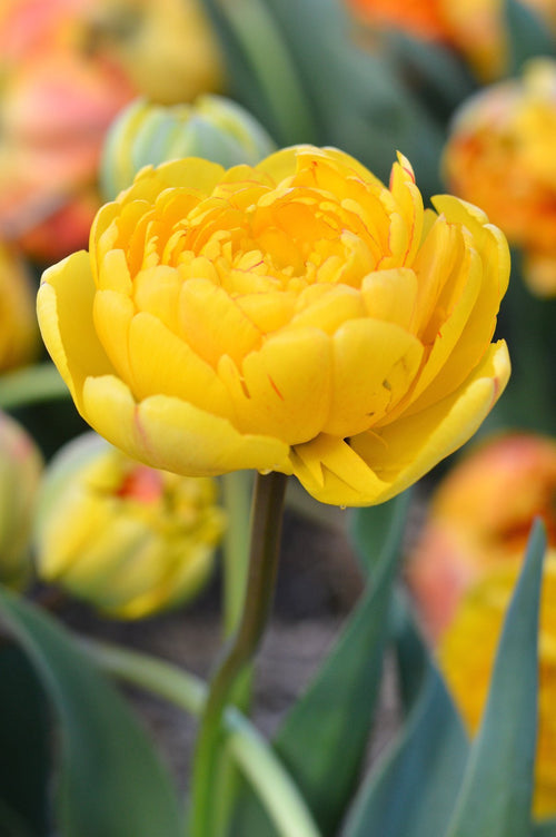 Tulipe Yellow Pomponette - Bulbes à fleurs de DutchGrown™