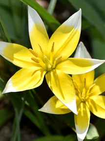 Tulipe Dasystemon Tarda