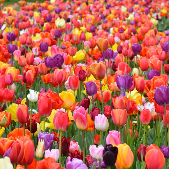 Tulipe Eternal Spring Mix - Livraison en France