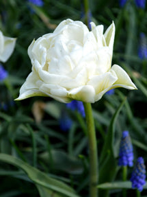 Tulipe Mondial