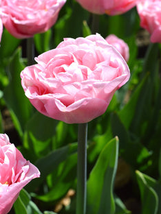Tulipe Perfect Wedding®