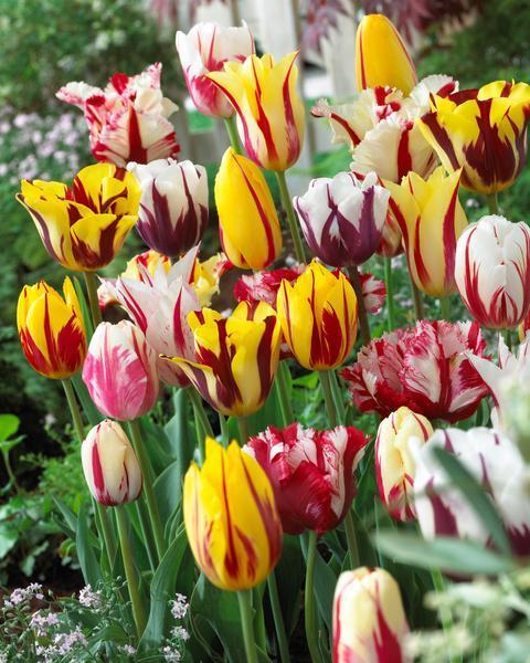 Tulipe Rembrandt - Livraison en France | DutchGrown™