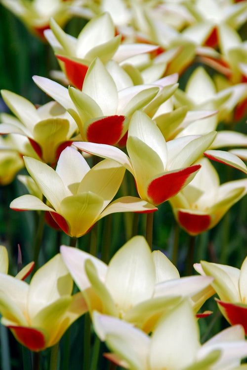 Tulipe Tinka - Livraison en France