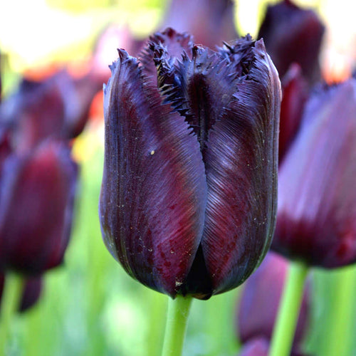 Tulipe Vincent Van Gogh - DutchGrown™