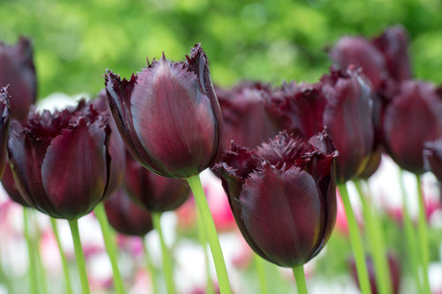 Tulipe Vincent Van Gogh - Livraison en France