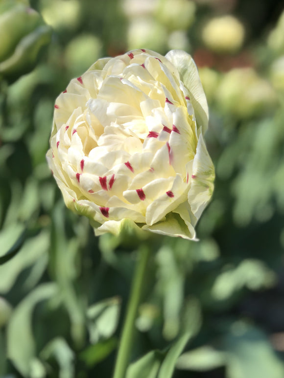 Achetez des bulbes de tulipes - Tulip Danceline