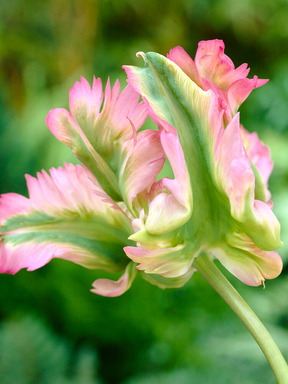 Acheter Tulipe Green Wave